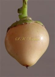Drupe